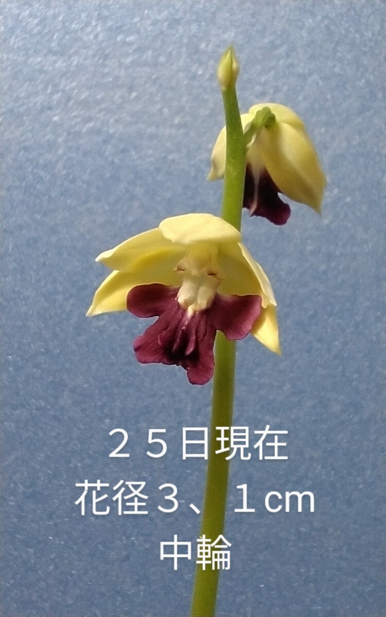 . зеленый . персик .×.. чёрный . первый цветок цветение средний 80(...* креветка ne* весна орхидея * холод орхидея * луговые и горные травы )