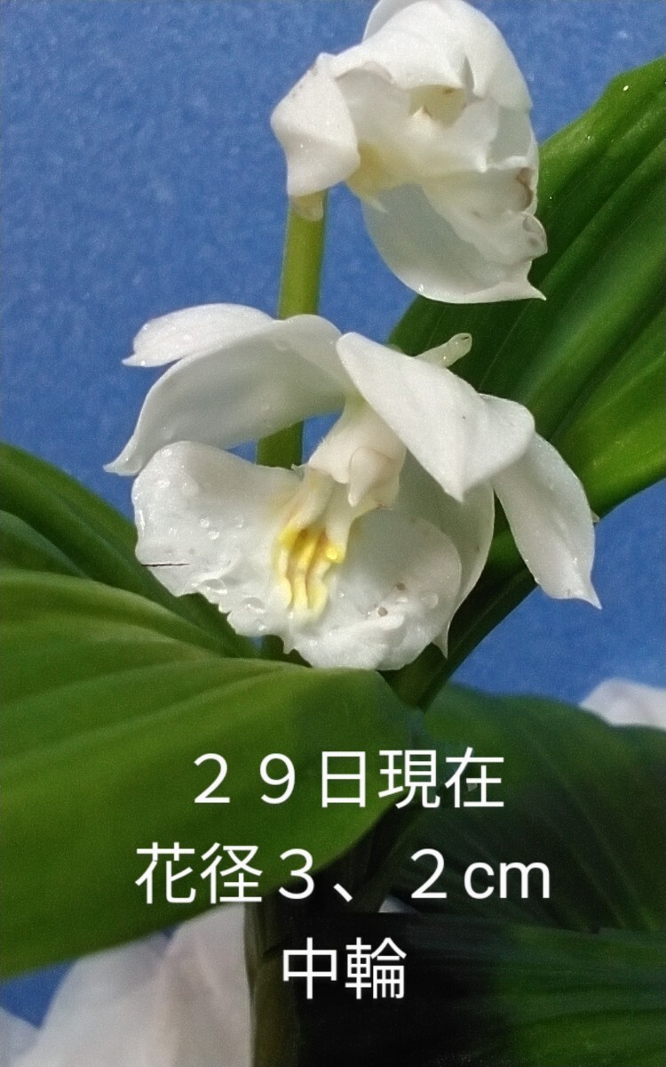 . не подробности 5 номер ko oz серия цветение последний рассада 80(...* креветка ne* весна орхидея * холод орхидея * луговые и горные травы )