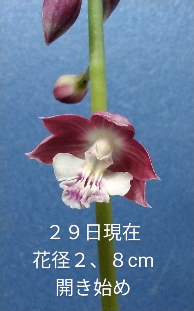 . большой Kiyoshi .× белый Kiyoshi . цветение последний рассада 80(...* креветка ne* весна орхидея * холод орхидея * луговые и горные травы )