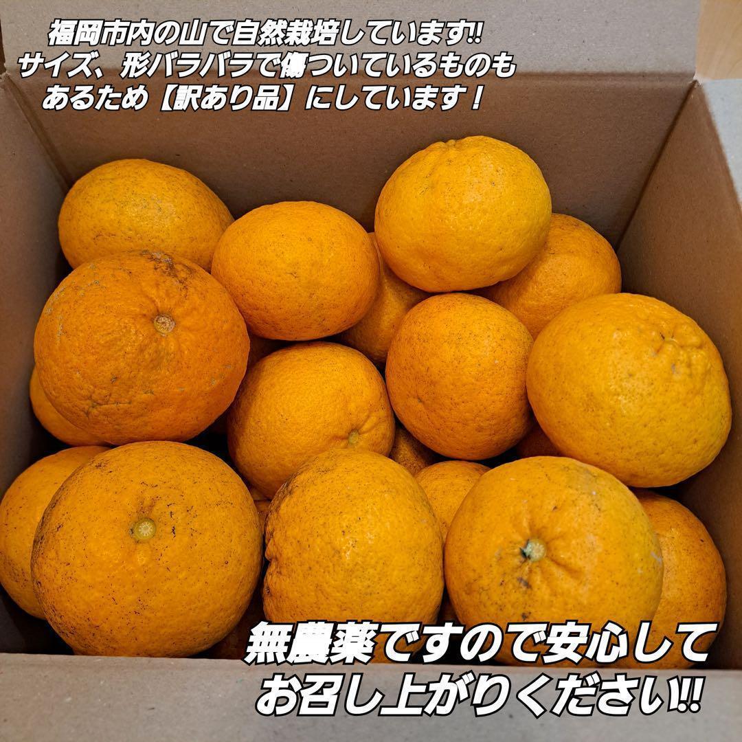 【訳あり品】福岡県産 無農薬 甘夏 約7kg 自然栽培 ジャム 冷凍 柑橘類の画像2