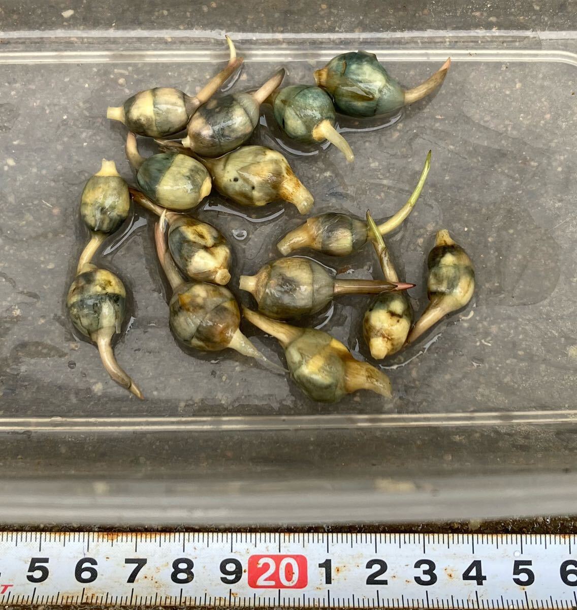 ヤエオモダカ 小さめ種球根 6個 ビオトープ 水生植物の画像2