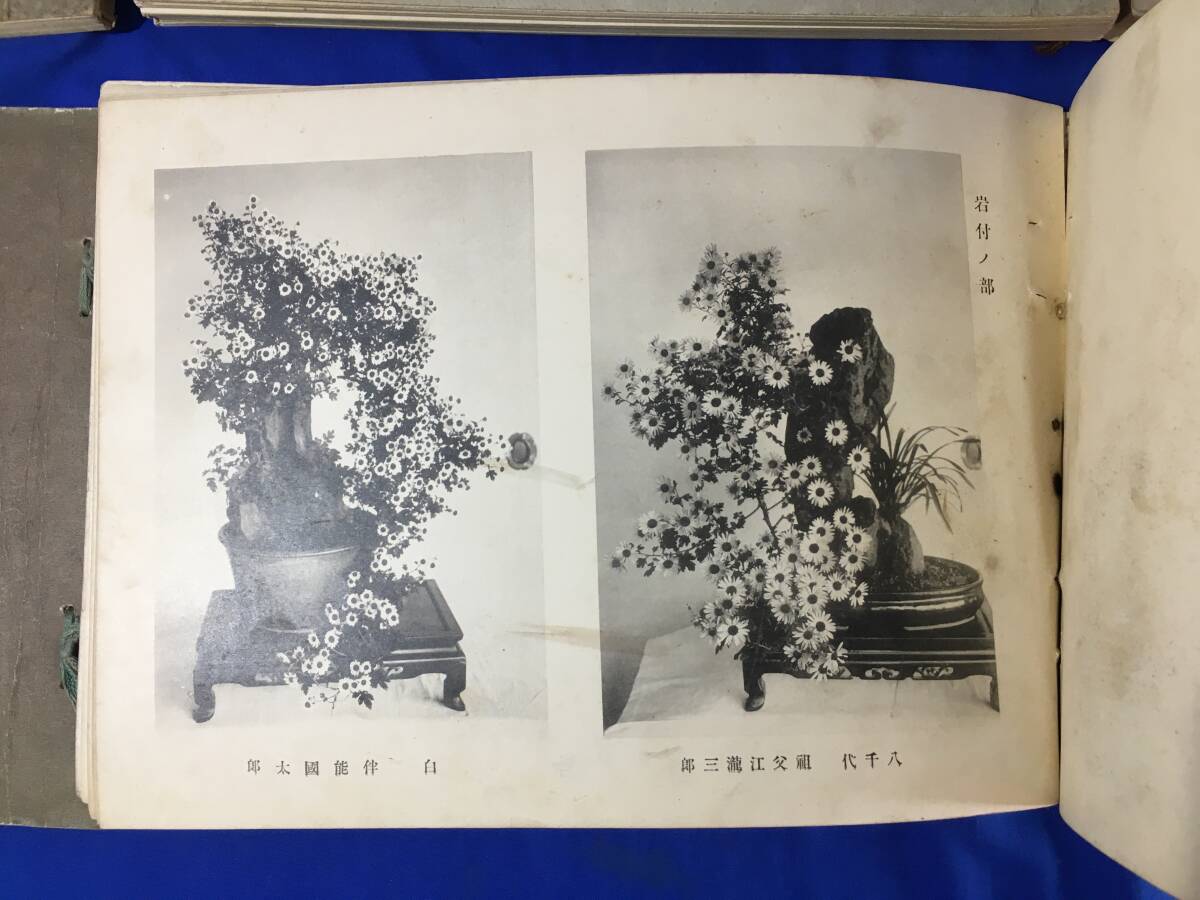 D408sa^ war front gardening [ tail north autumn super bulletin / Mino . association bulletin :5 pcs. together ].. love .. chrysanthemum old photoalbum not for sale Showa era 4/5/12-14 year 