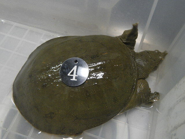  natural softshell turtle sponNo.4 business use price Aichi prefecture production organism hour approximately 0.7kg female raw . tighten light leather processing settled after vacuum pack freezing . shipping including in a package possible 