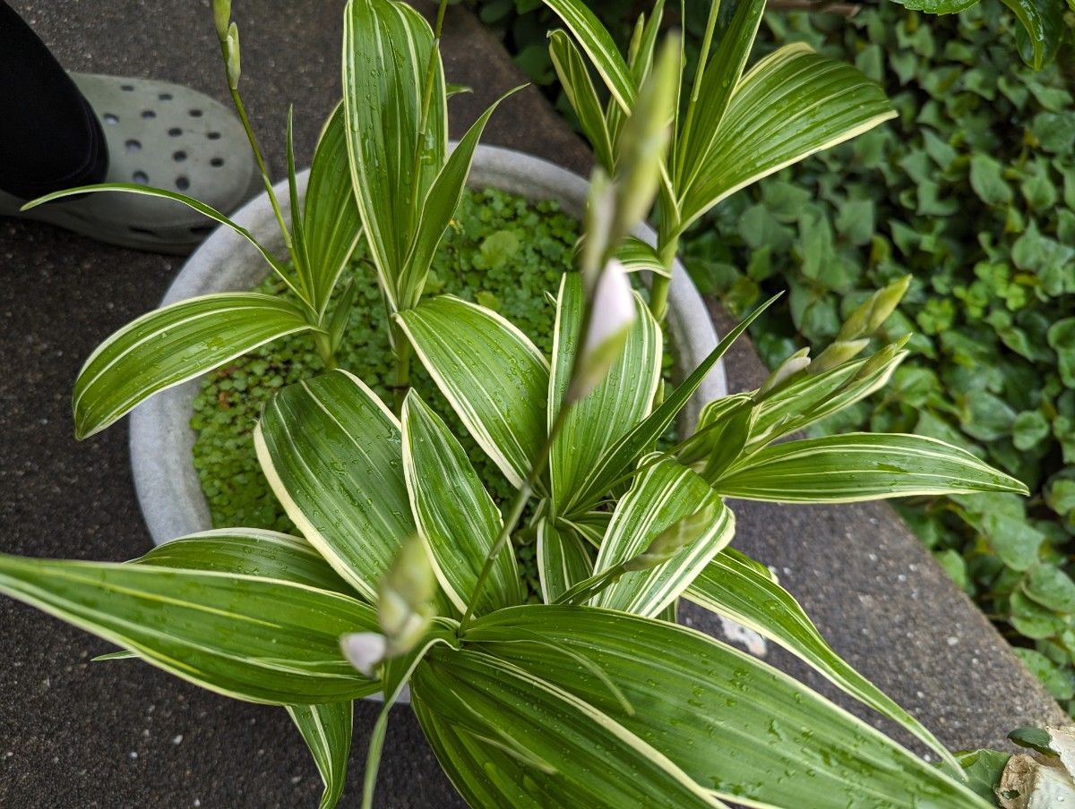 紫蘭白花の紋入り葉3株(4月27日現状写真追加)