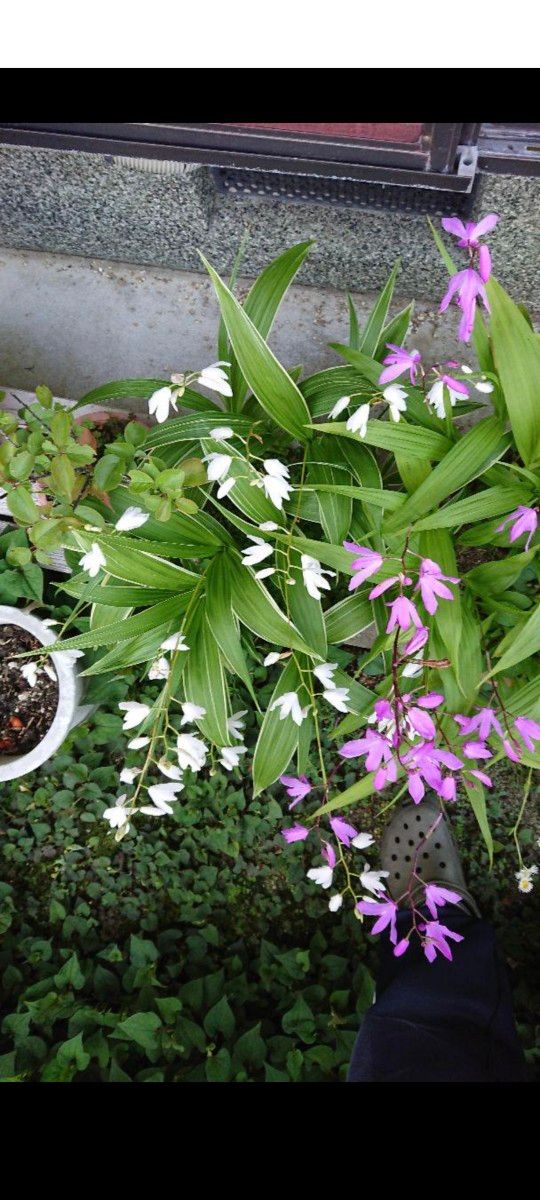 紫蘭白花の紋入り葉3株(4月27日現状写真追加)