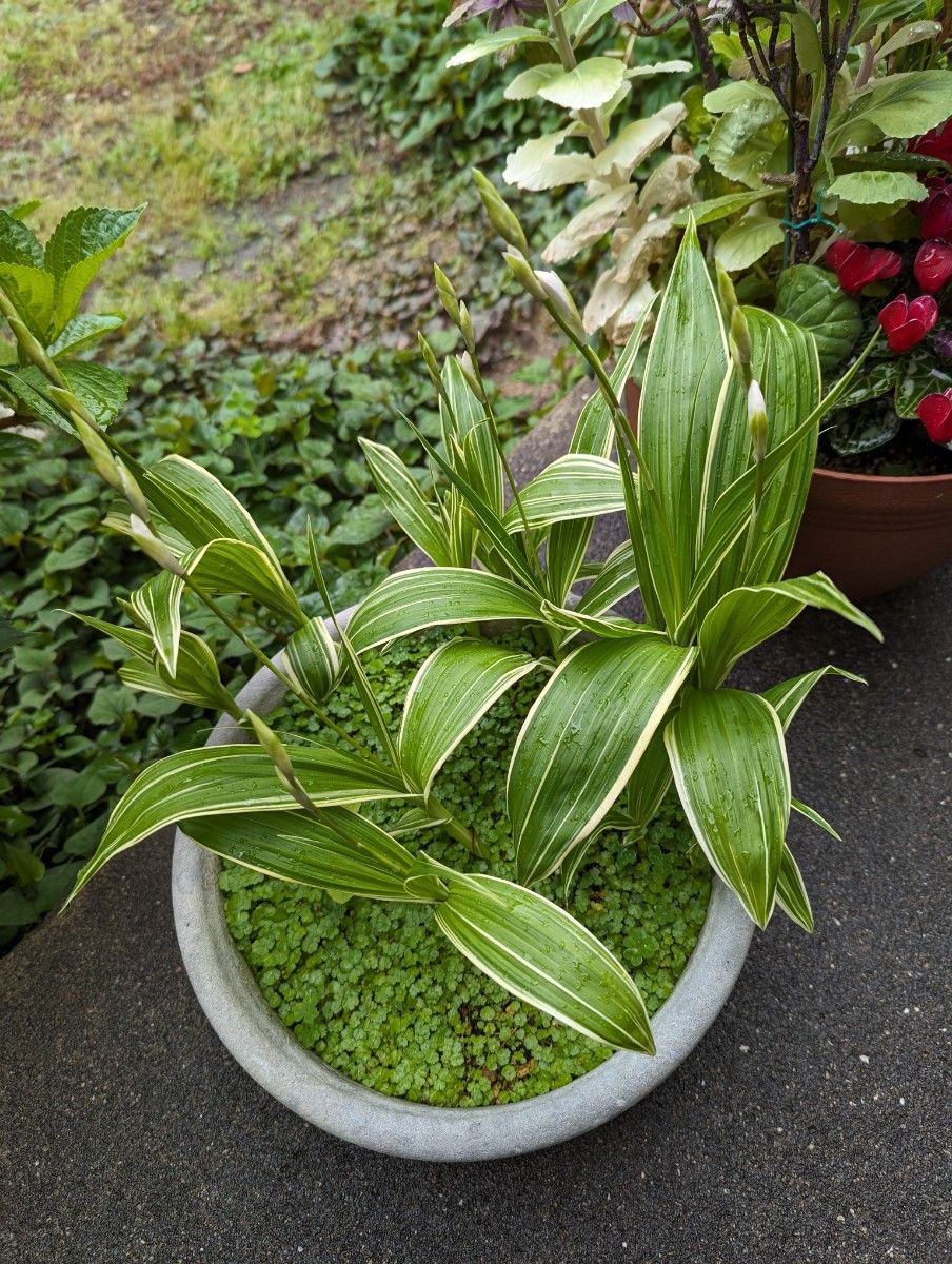 紫蘭白花の紋入り葉3株(4月27日現状写真追加)