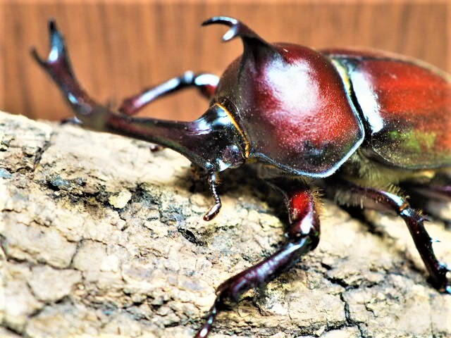 * Yamato rhinoceros beetle imago male single goods 5 pcs ( Kabuto rhinoceros beetle )from SCRATCH