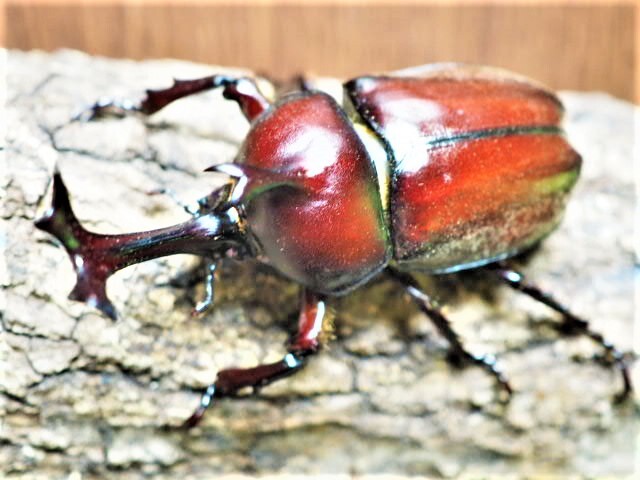 * Yamato rhinoceros beetle imago male single goods 5 pcs ( Kabuto rhinoceros beetle )from SCRATCH