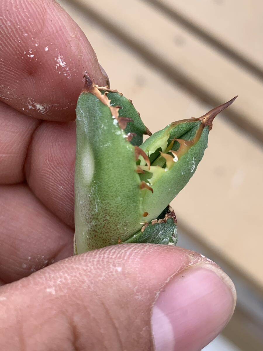 多肉植物アガベチタノタ鰐亀極上 脇芽 の画像9