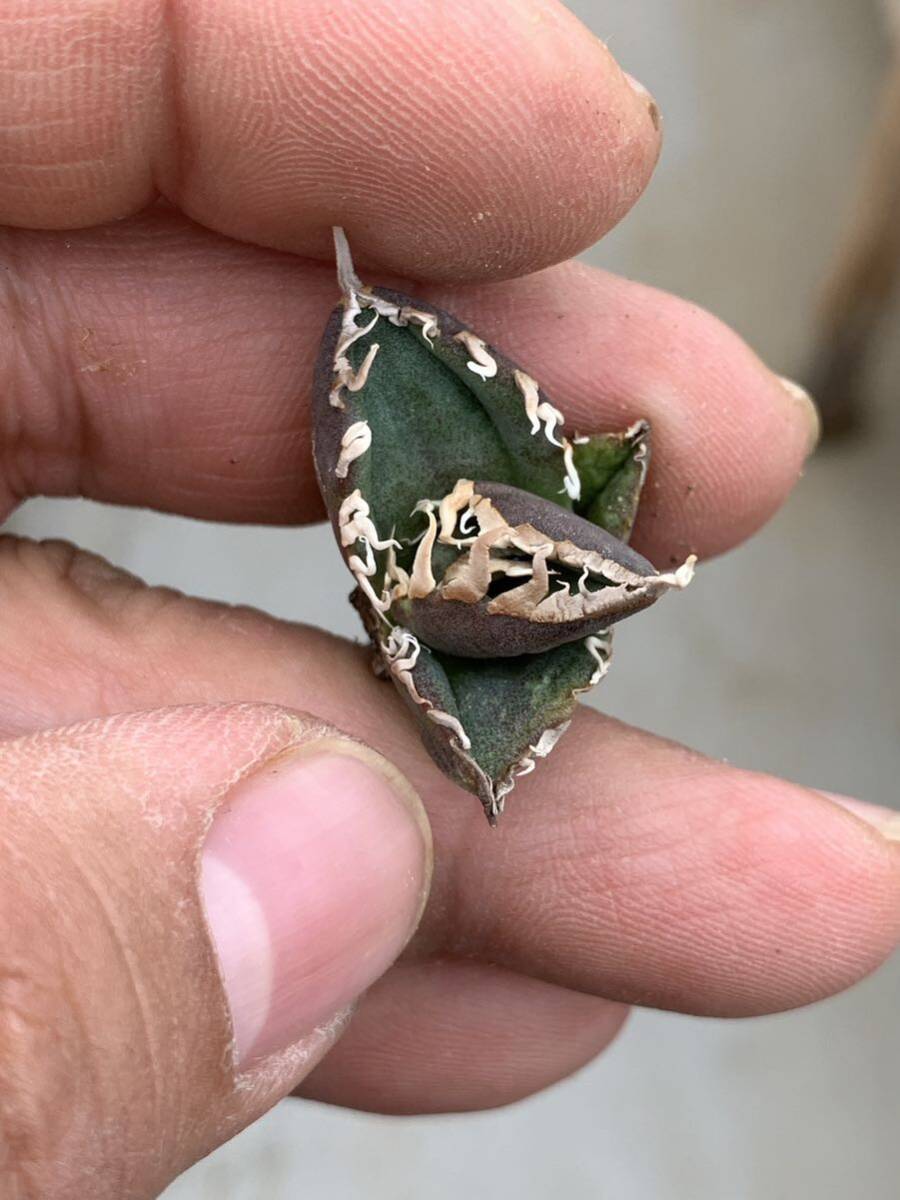 多肉植物アガベチタノタ 南アフリカダイヤモンド 極上子株の画像9