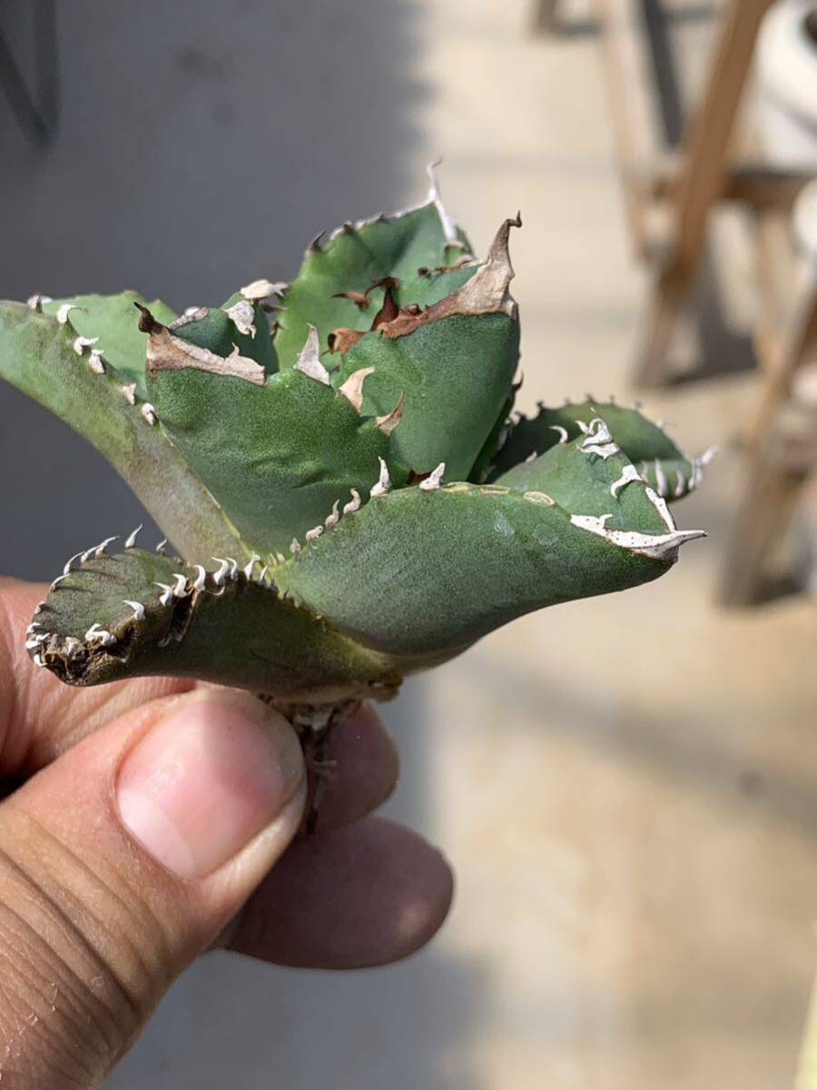 多肉植物 アガベ チタノタ ホワイトファイヤー極上子株Aの画像10