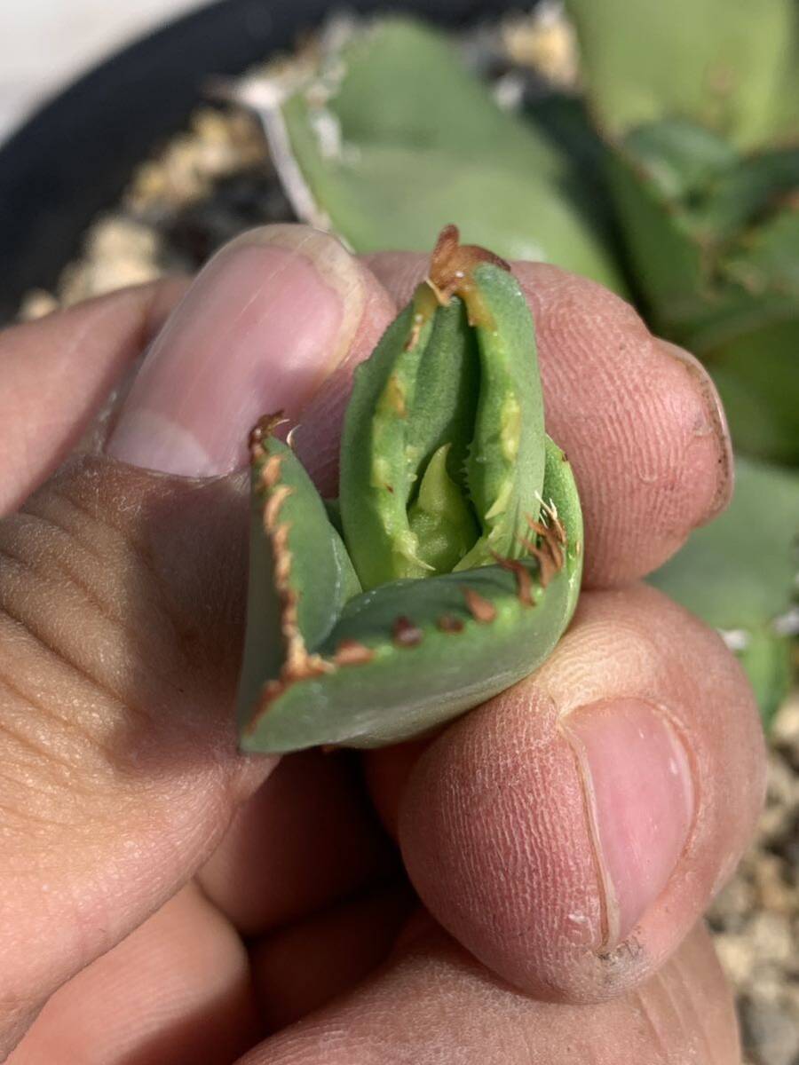 多肉植物アガベチタノタ鰐亀極上 脇芽 の画像9