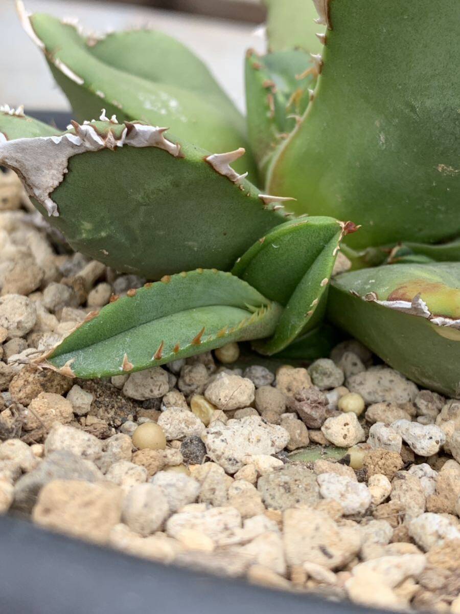 多肉植物アガベチタノタ鰐亀極上 脇芽 の画像3