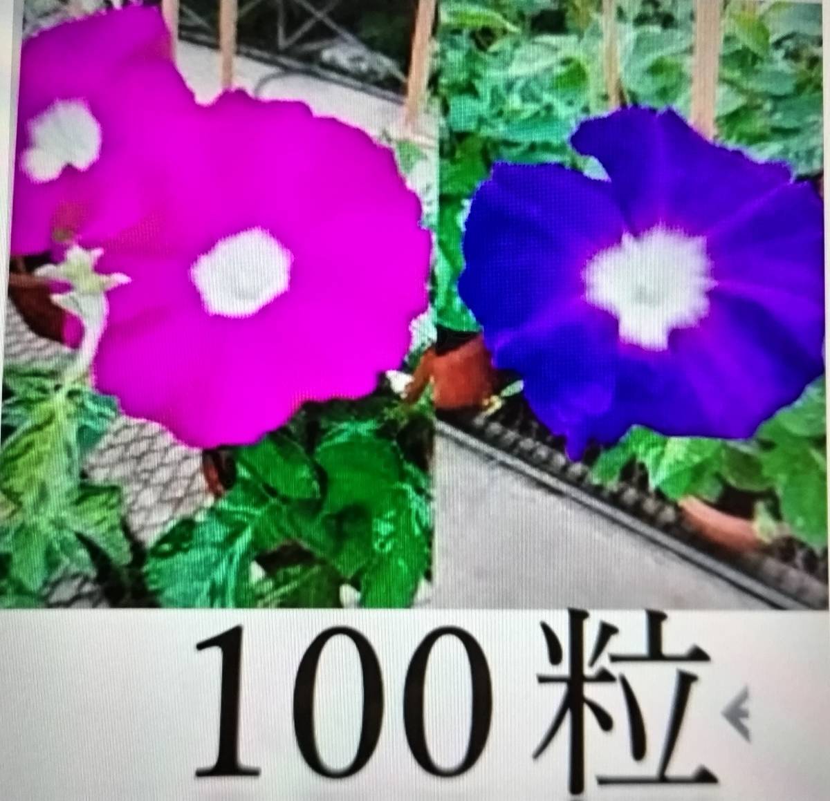 アサガオの種 100粒 朝顔 あさがお 赤紫～紫 朝顔の種 送料63円 ② の画像1