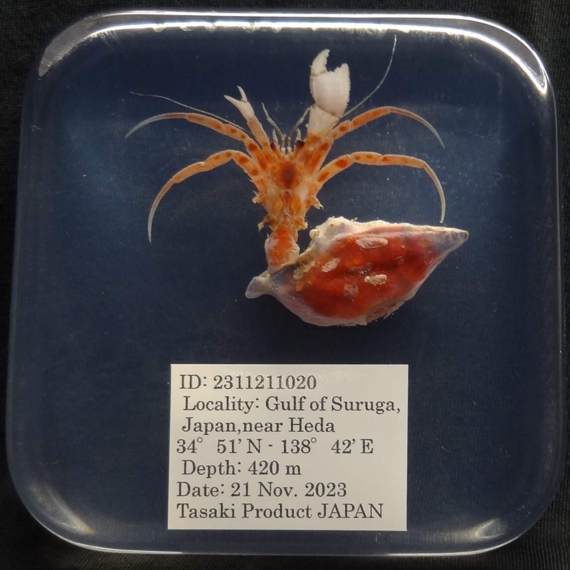 深海生物学術標本 ＩＤ：２３１１２１１０２０の画像1