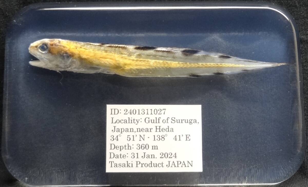 深海生物学術標本 ＩＤ：２４０１３１１０２７の画像1