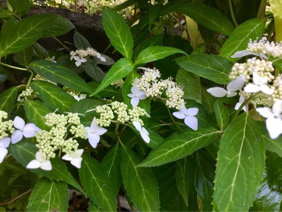 天城甘茶　419-1　可憐な白花　山あじさい　寒くなると落葉して茎だけになります　苔玉　盆栽　寄せ植え　アマチャ_画像1