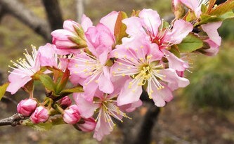 庭梅　3　ニワウメ　実物　盆栽　冬は葉の変色や落葉して寂しくなります_画像2