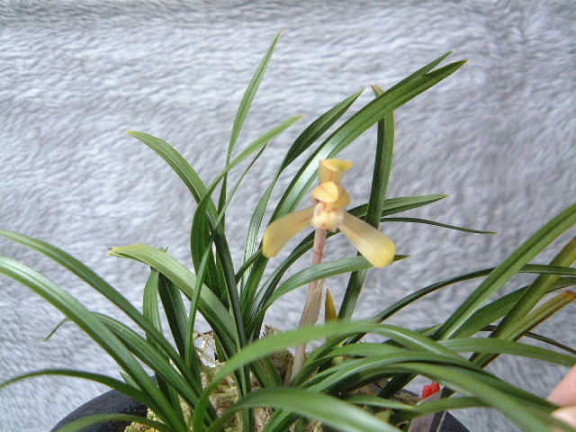  Япония весна орхидея [. желтый ] сверху дерево 4 статья *** весна орхидея * холод орхидея 