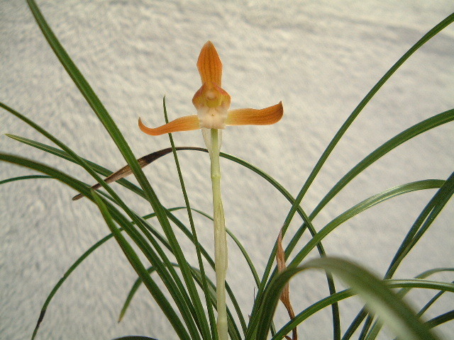  Япония весна орхидея [..] сверху дерево 4 статья *** весна орхидея * холод орхидея 
