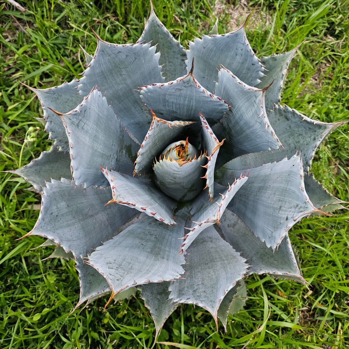  selection .gadala is la large agave inspection (pota tiger misis men sis blue ball chitanotachitano-ta.. heaven Paris - Hori da white .