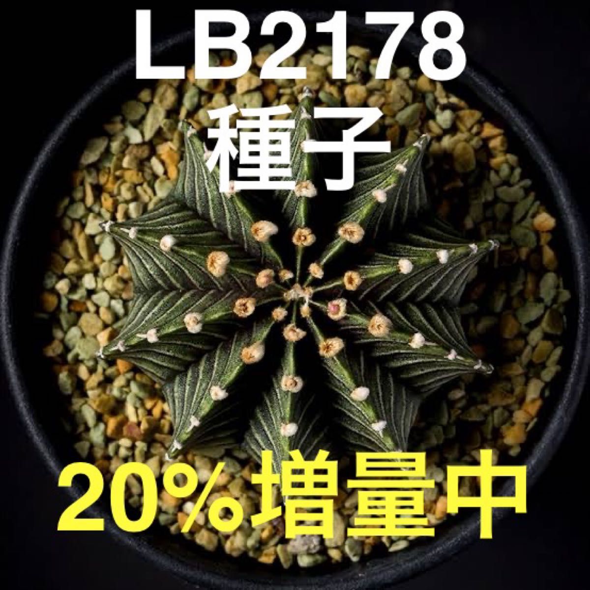 【種子】ギムノカリキウム属 フリードリッヒィ LB2178 300粒+α