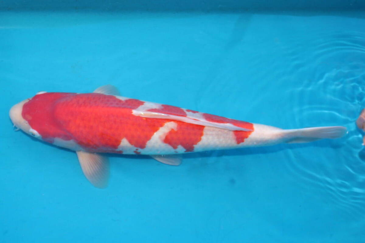 DIRECT common carp . raw . common carp production jumbo this year . white 47cm(0419-3)