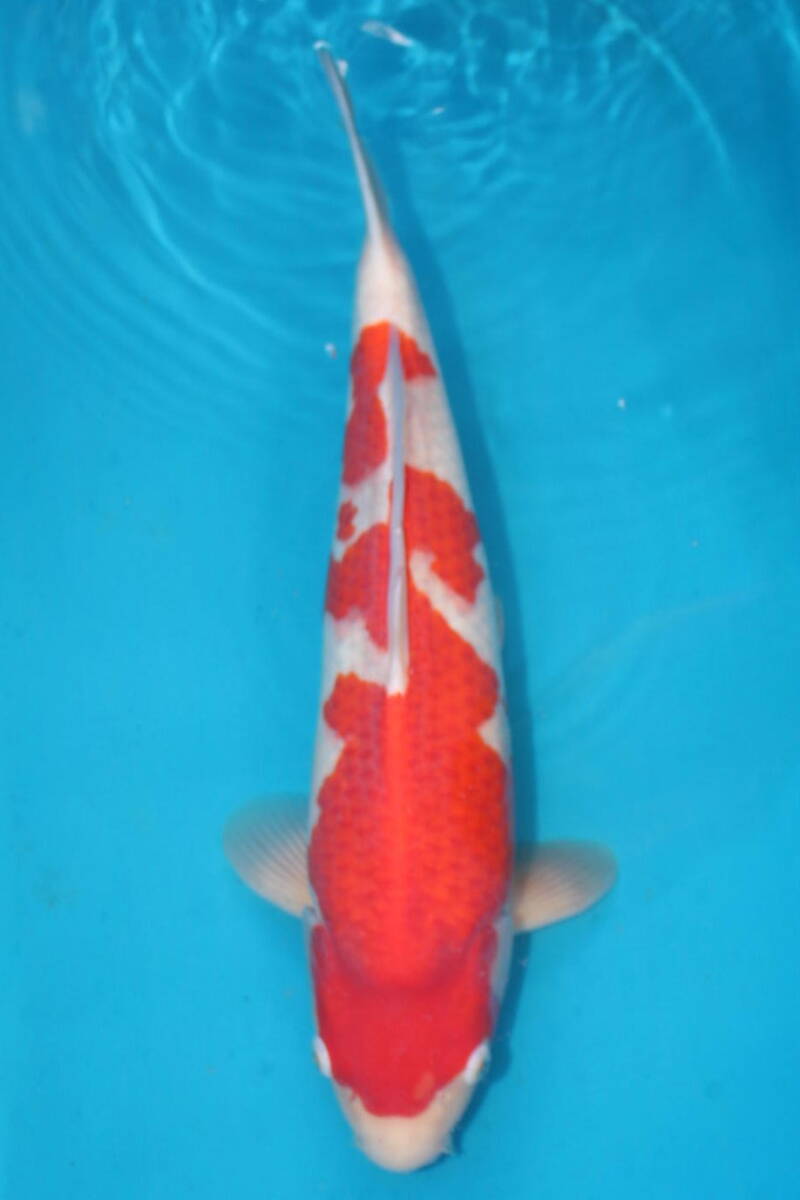 DIRECT common carp . raw . common carp production jumbo this year . white 47cm(0419-3)