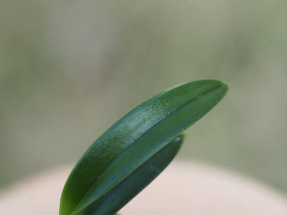 富貴蘭　**　翠華殿覆輪　雫　**　山野草　野生蘭　_画像5