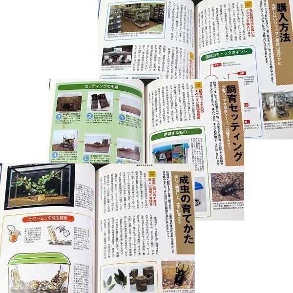  world. stag beetle * rhinoceros beetle l300 kind color illustrated reference book imago type another breeding larva breeding collection specimen making person .. person .. person #s