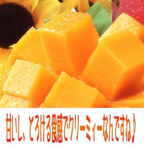 [ capital. fruits shop ] small sun. tamago* Miyazaki * mango L/2 sphere [L].. man go