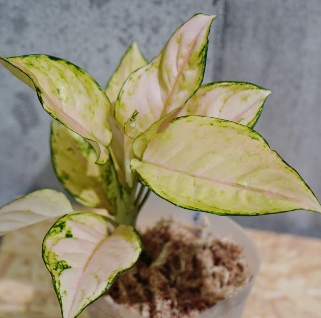 【eba plants】G50 Aglaonema Pinkbarbie アグラオネマ　ピンクバービー　“斑入り植物” 鉢直径12cm_画像4