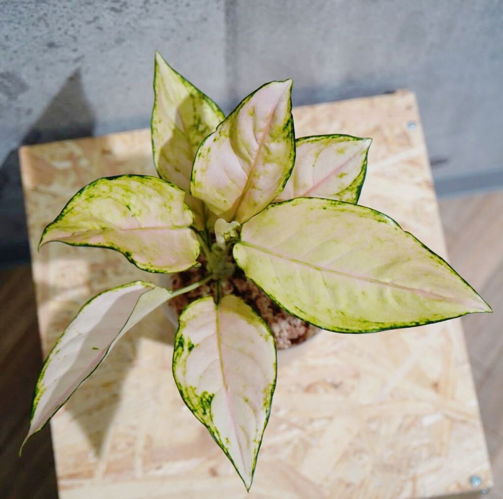 【eba plants】G50 Aglaonema Pinkbarbie アグラオネマ　ピンクバービー　“斑入り植物” 鉢直径12cm_画像1