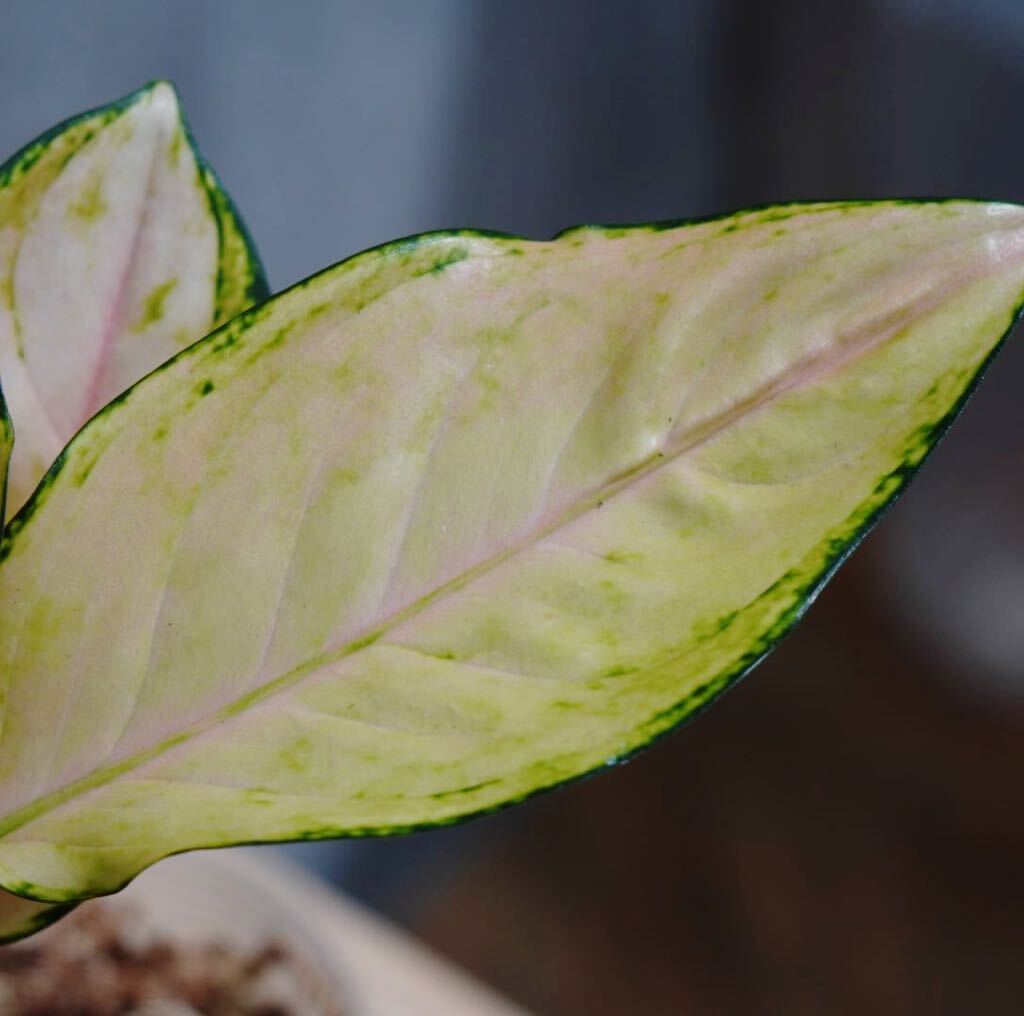 【eba plants】G50 Aglaonema Pinkbarbie アグラオネマ　ピンクバービー　“斑入り植物” 鉢直径12cm_画像6