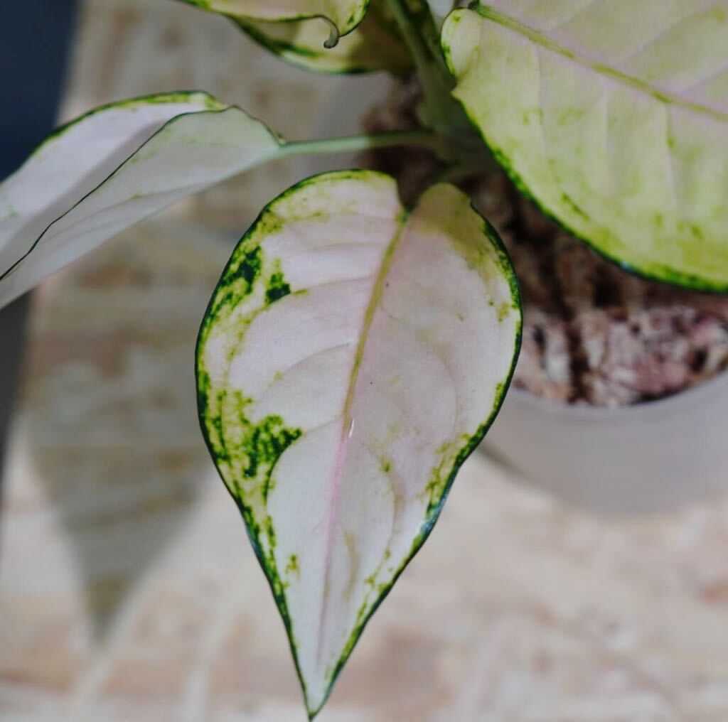 【eba plants】G50 Aglaonema Pinkbarbie アグラオネマ　ピンクバービー　“斑入り植物” 鉢直径12cm_画像7