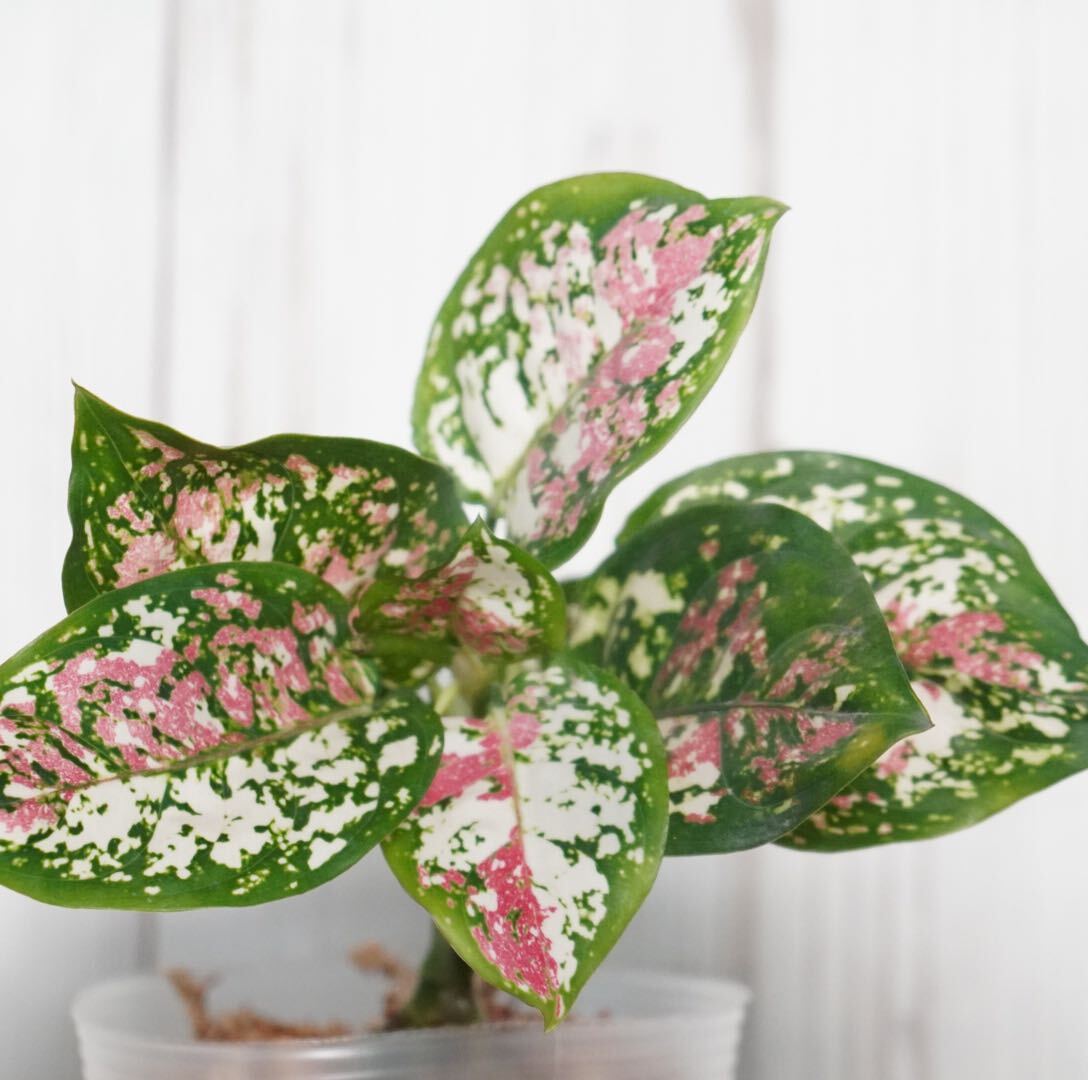 【eba plants】G31 Aglaonema Tricolorアグラオネマ トリカラー　“斑入り植物” 鉢直径12cm _画像4