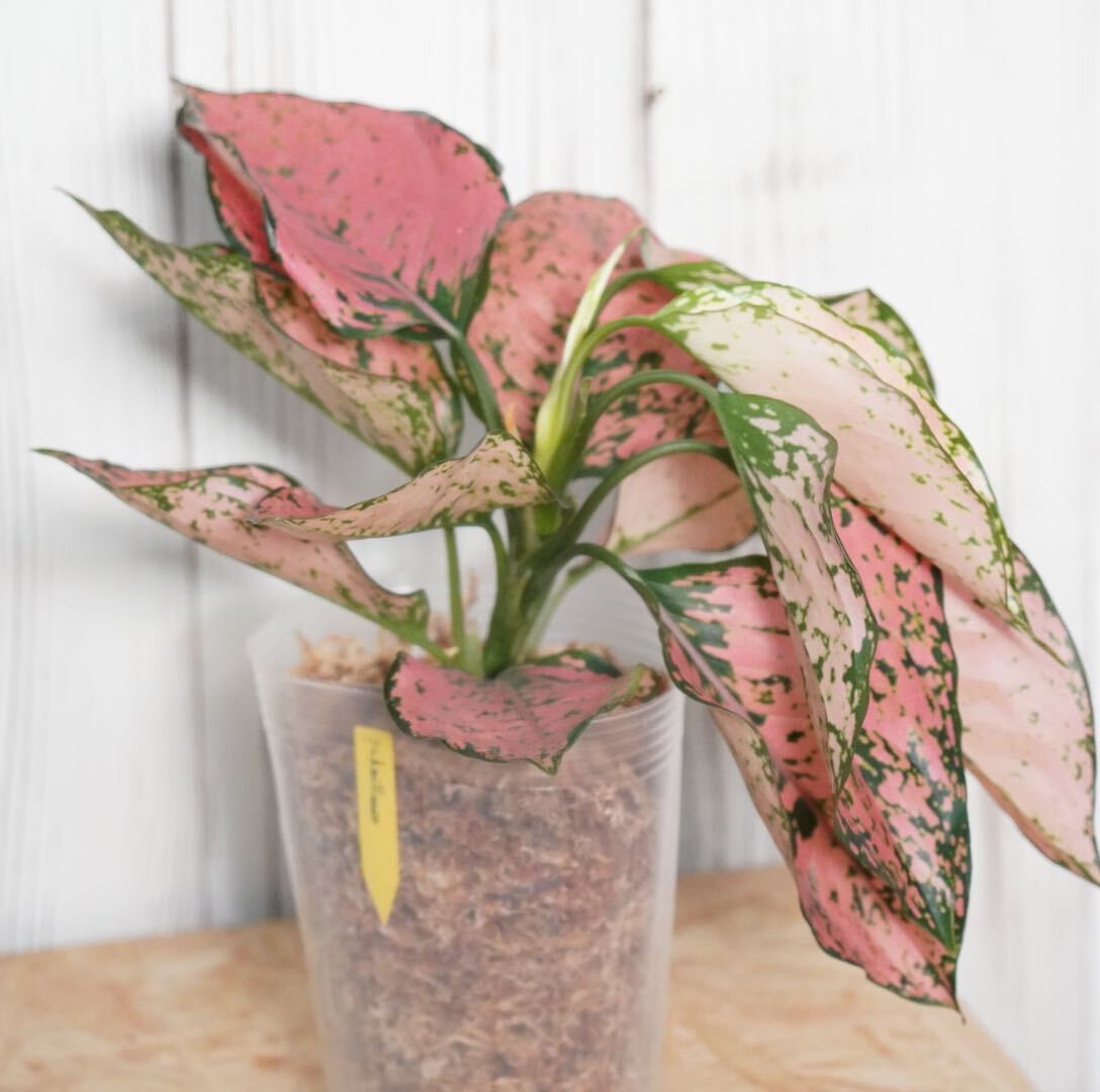 【eba plants】G63 Aglaonema Pink millionairアグラオネマ ピンクミリオネア　“斑入り植物” 鉢直径12cm _画像3