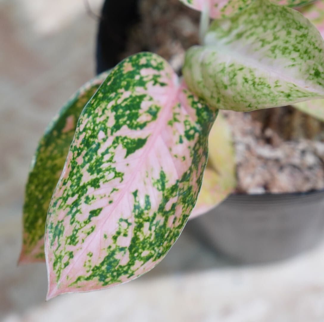 【eba plants】G74Aglaonema Stardust orange アグラオネマ スターダストオレンジ “斑入り植物” 鉢直径12cmの画像3