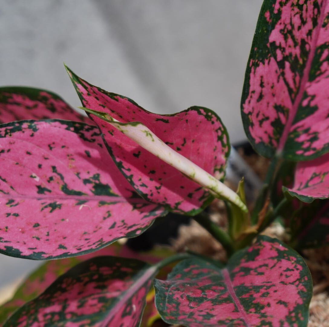 【eba plants】G57Aglaonema Kamkoonアグラオネマ　カムクーン　“斑入り植物” 鉢直径12cm _画像4