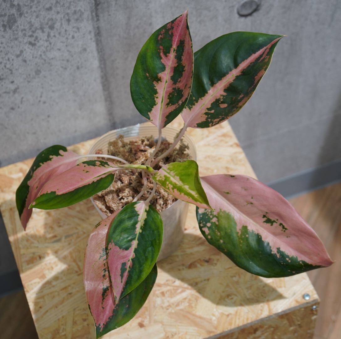 【eba plants】G84 Aglaonema Richpath アグラオネマ リッチパス “斑入り植物” 鉢直径12cmの画像1