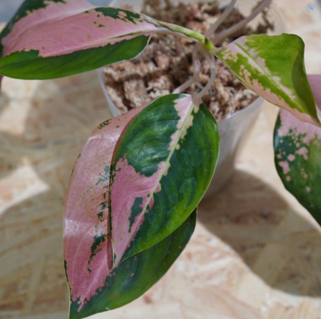 【eba plants】G84 Aglaonema Richpath アグラオネマ リッチパス “斑入り植物” 鉢直径12cmの画像5