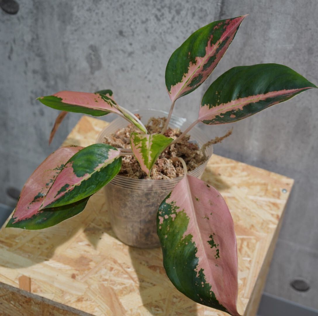 【eba plants】G84 Aglaonema Richpath アグラオネマ リッチパス “斑入り植物” 鉢直径12cmの画像3
