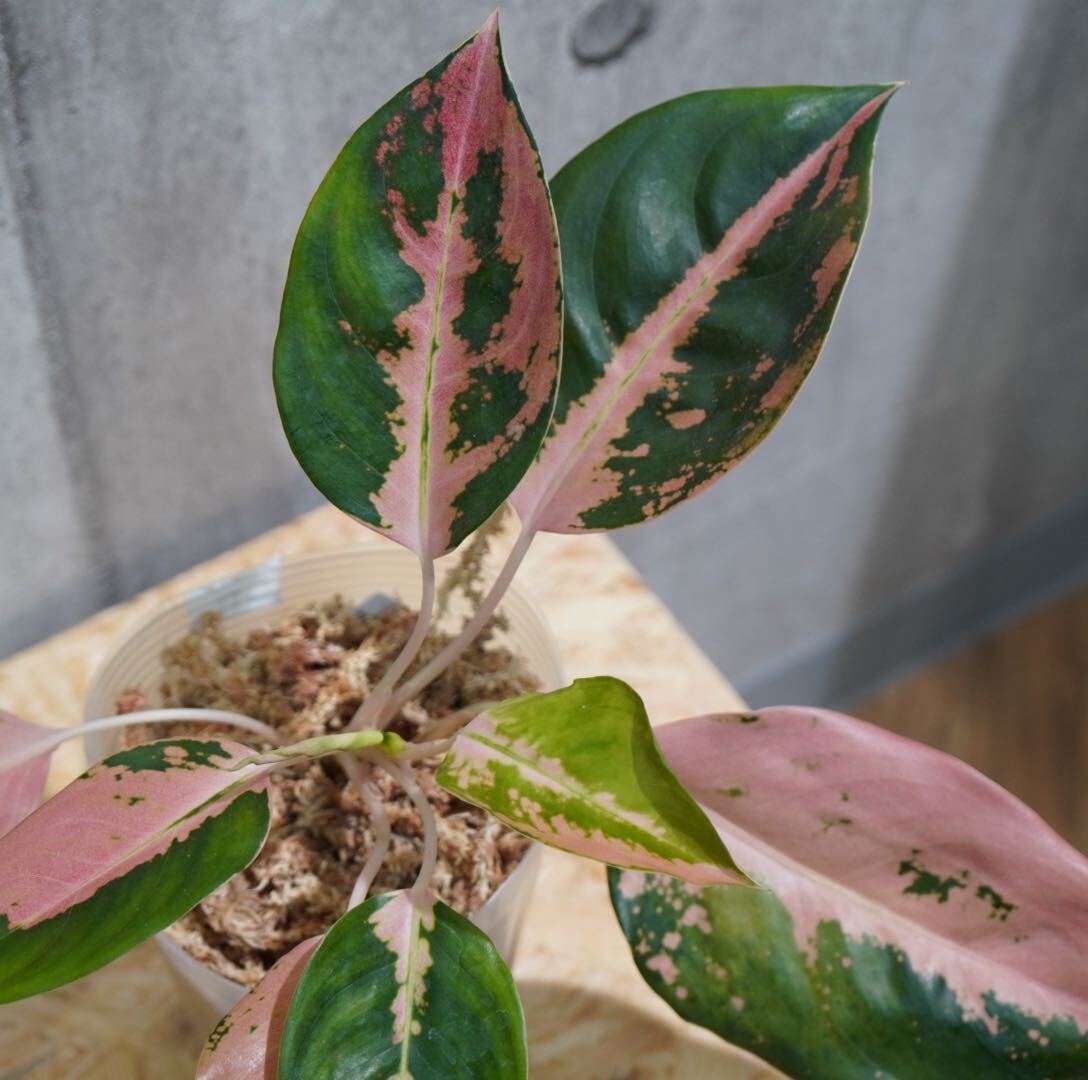 【eba plants】G84 Aglaonema Richpath アグラオネマ リッチパス “斑入り植物” 鉢直径12cmの画像6