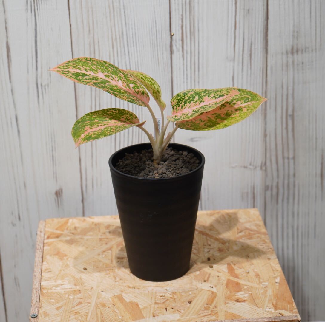 【eba plants】G75 Aglaonema Stardustorange アグラオネマ スターダストオレンジ “斑入り植物” 4号鉢の画像3