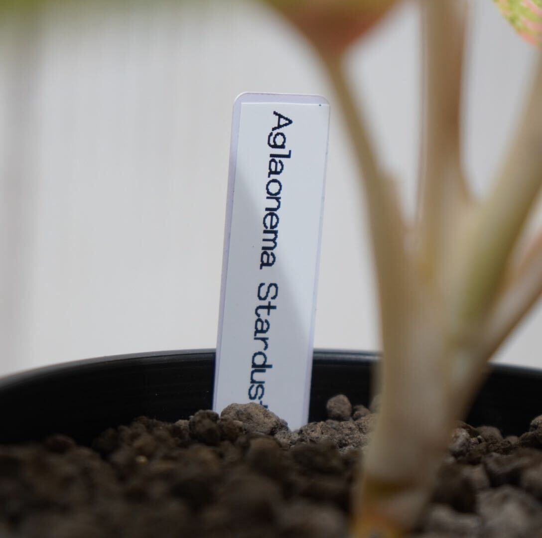 【eba plants】G75 Aglaonema Stardustorange アグラオネマ スターダストオレンジ “斑入り植物” 4号鉢の画像5