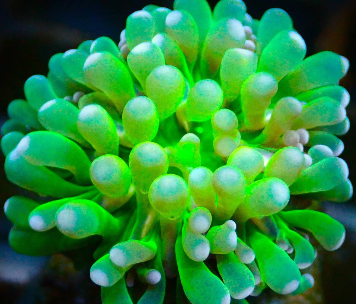 ■ハナサンゴ■ ≪KOARA≫【Euphyllia glabrescens】＃サンゴ＃アクアリウムの画像2