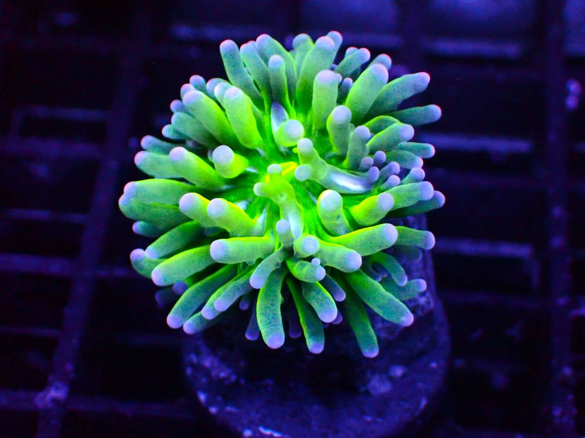 ■Hyper Green Torch■『ハナサンゴ』 ☆Euphyllia glabrescens☆ サンゴ アクアリウム =KOARA=②の画像1