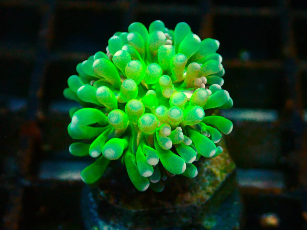 ■ハナサンゴ■ ≪KOARA≫【Euphyllia glabrescens】＃サンゴ＃アクアリウム_画像1