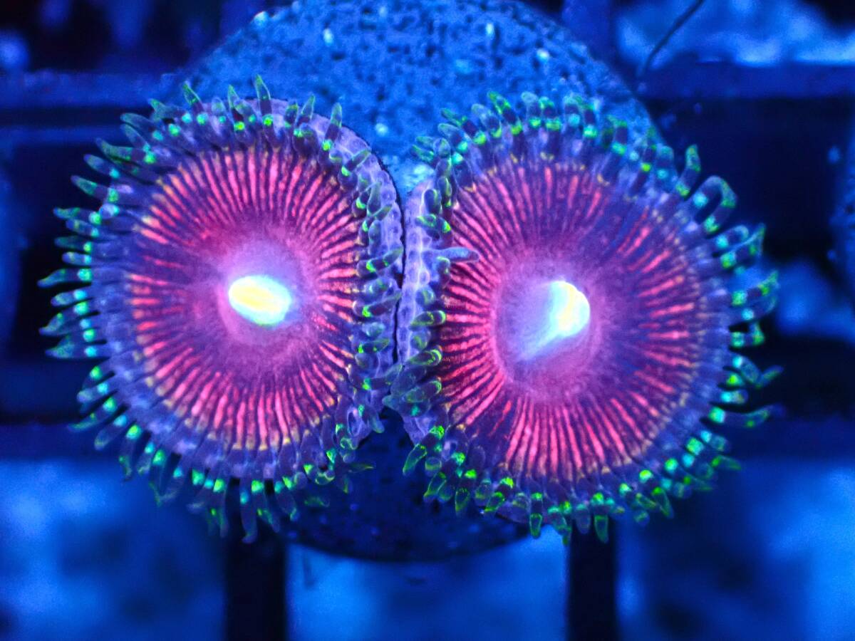 ■マメスナ■ ≪KOARA≫【Zoanthids】＃サンゴ＃アクアリウム③_画像2