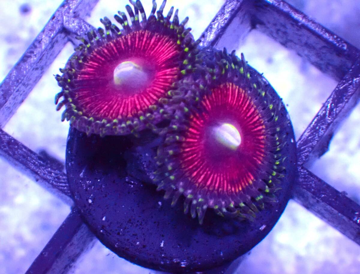 ■マメスナ■ ≪KOARA≫【Zoanthids】＃サンゴ＃アクアリウム②_画像1